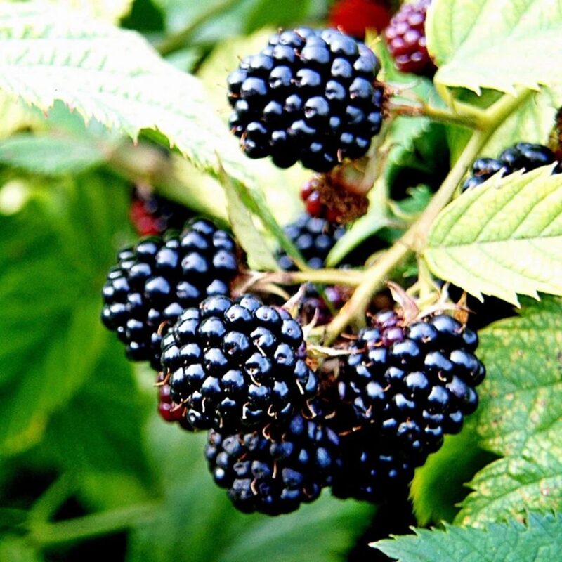 Ouachita Blackberry Plants - Image 6