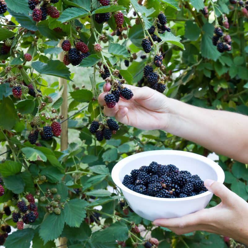 Ouachita Blackberry Plants - Image 5