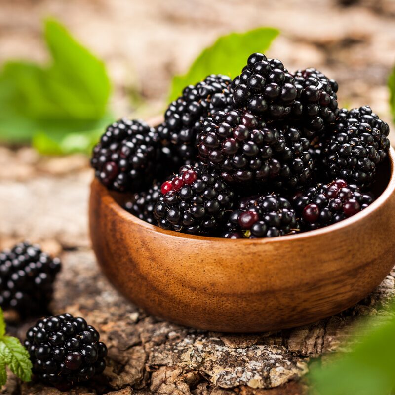 Ouachita Blackberry Plants - Image 2