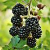 Ouachita Blackberry Plants
