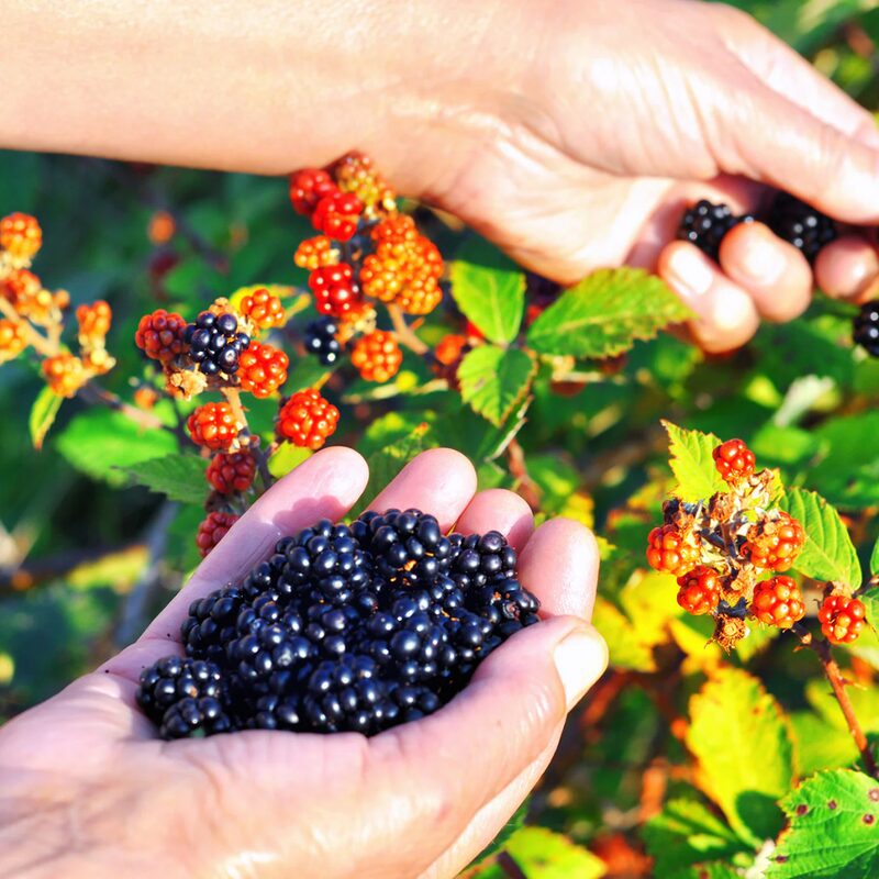 Osage Blackberry Plants - Image 5