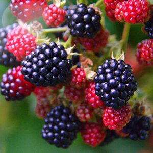 Alternative view of Osage Blackberry Plants