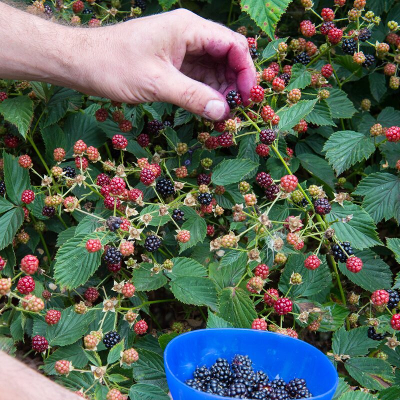 Sweetie Pie Blackberry