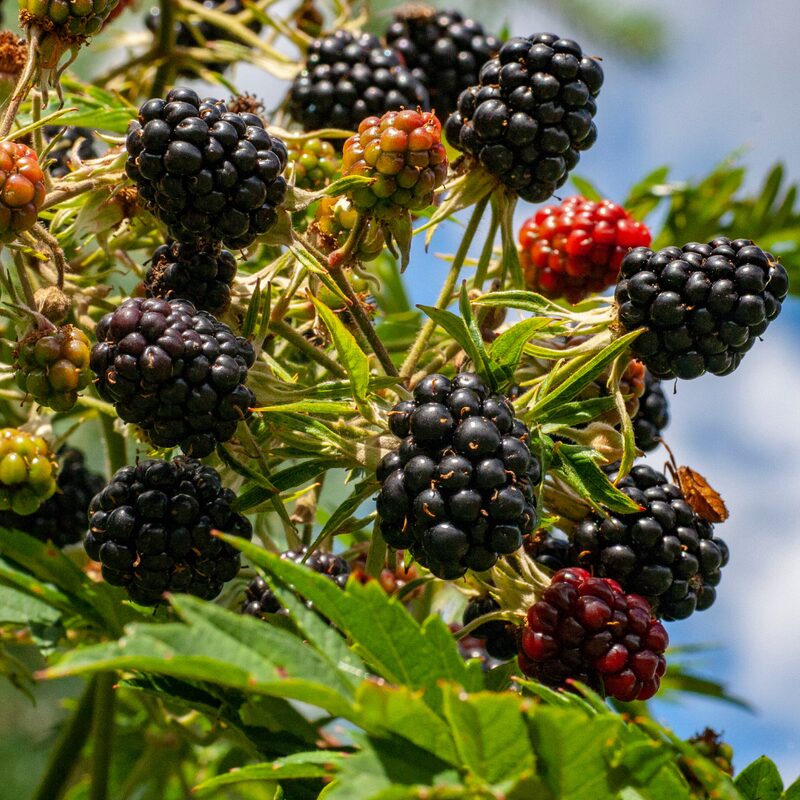 Sweetie Pie Blackberry Plants - Image 4