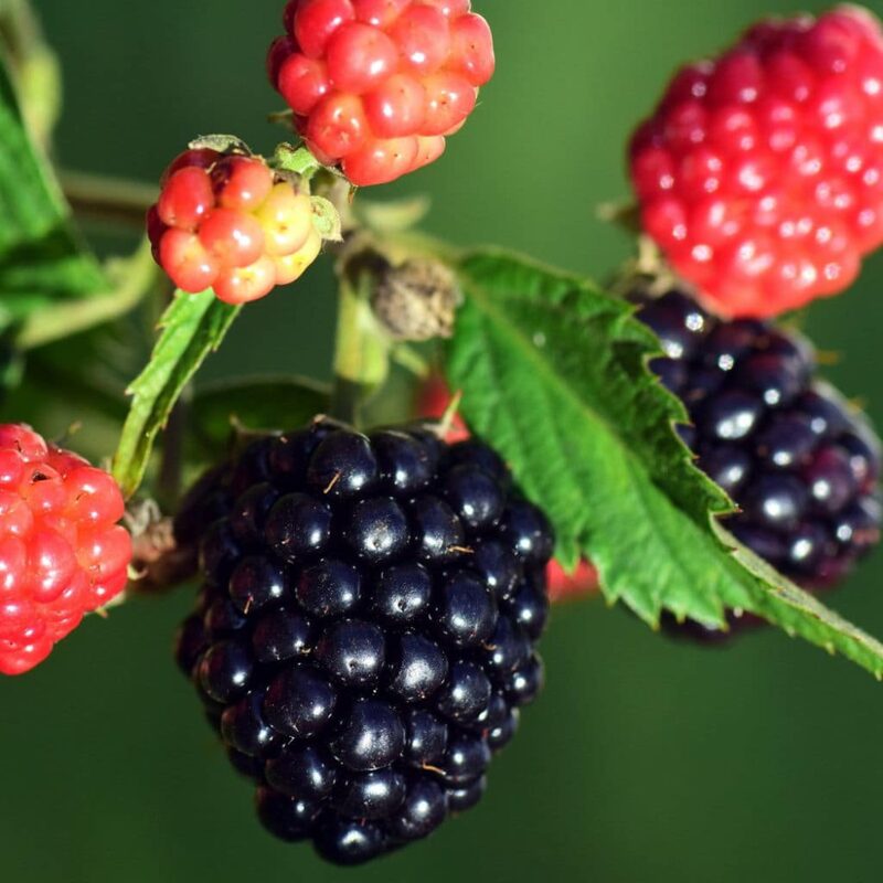 Sweetie Pie Blackberry Plants - Image 3