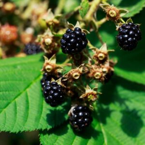 Alternative view of Sweetie Pie Blackberry Plants