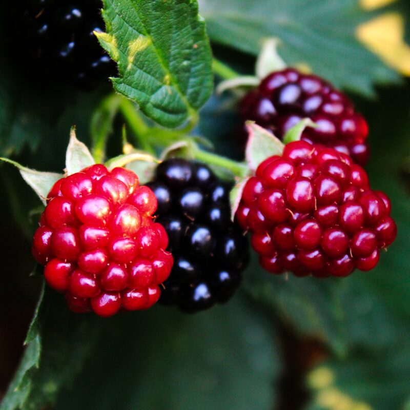 Sweetie Pie Blackberry Plants
