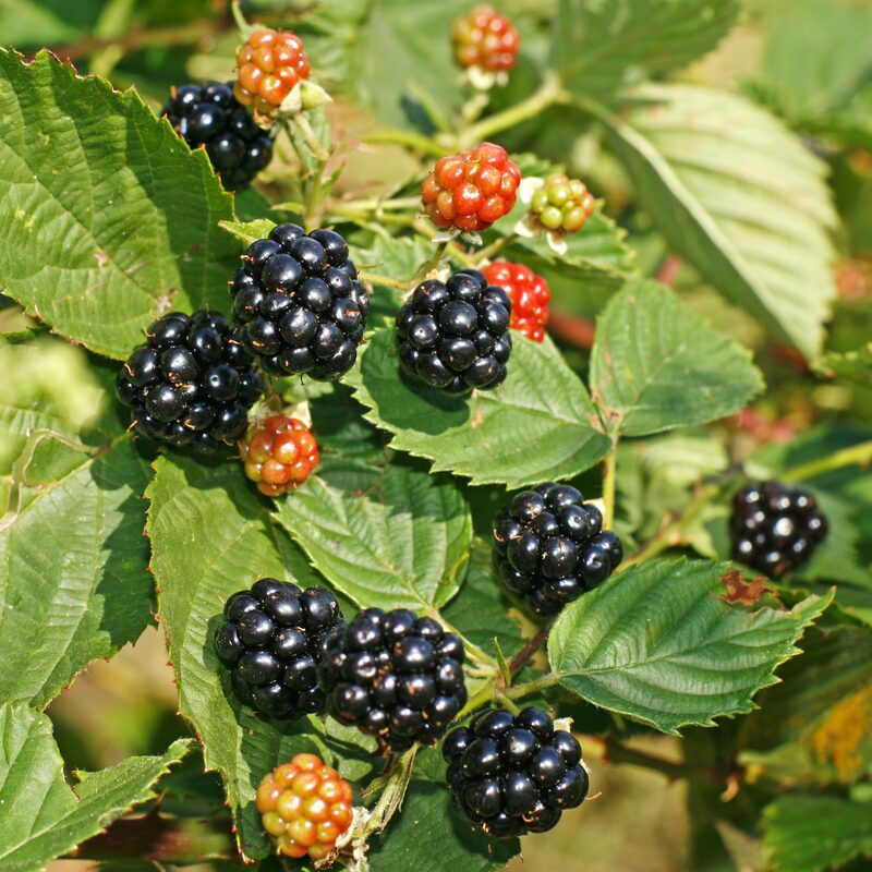 Arapaho Blackberry Plants - Image 3
