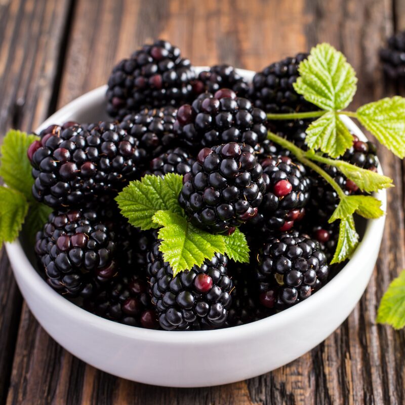 Navaho Blackberry Plants - Image 5