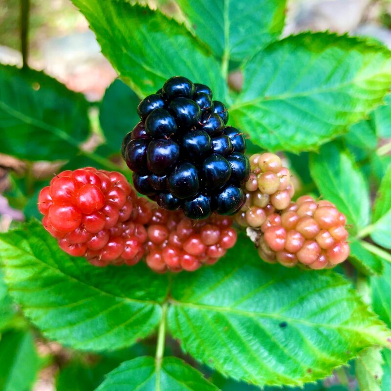 Navaho Blackberry Plants - Image 4