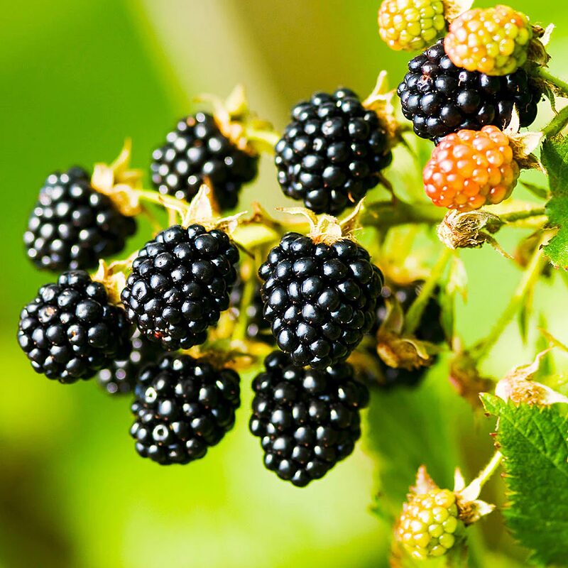 Navaho Blackberry Plants - Image 3
