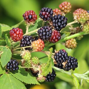 Navaho Blackberry Plants