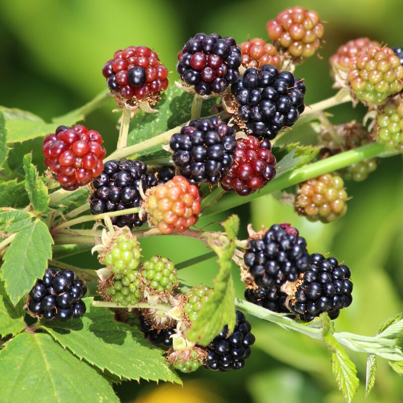 Navaho Blackberry Plants