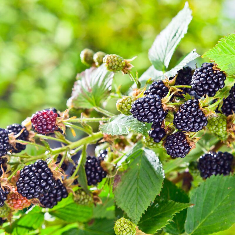 Triple Crown Blackberry Plants - Image 2