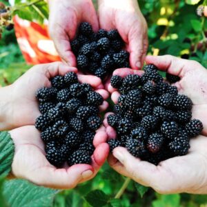 Triple Crown Blackberry Plants