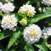 Lantana Plants 4-6 Inc Tall, 4+ VARIETIES