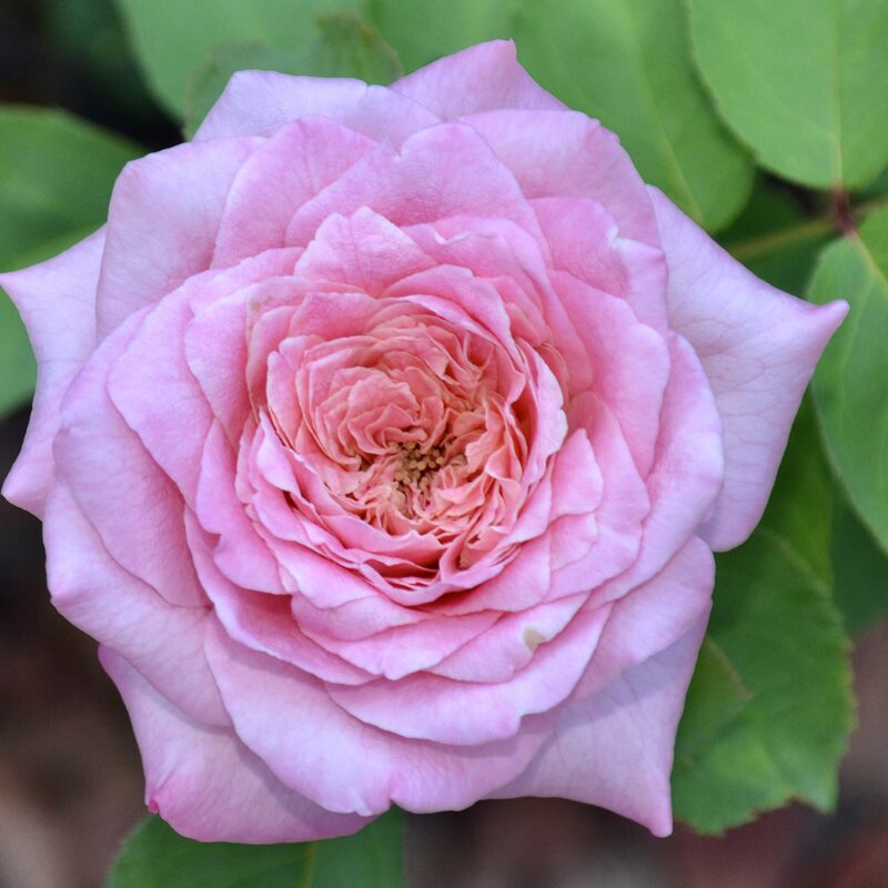 Dream Rose Plant Live - Image 6