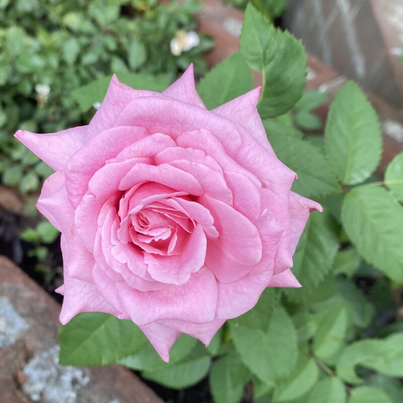 Dream Rose Plant Live - Image 5