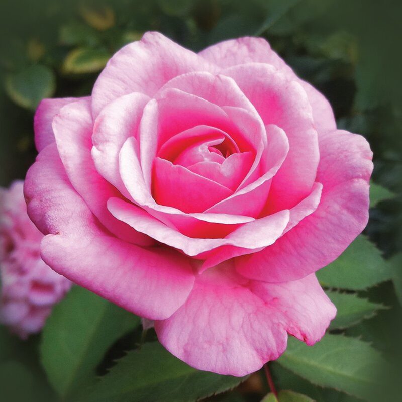 Dream Rose Plant Live - Image 4