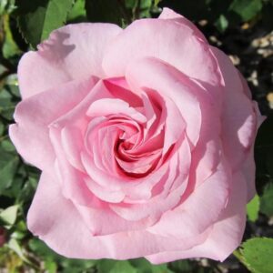 Dream Rose Plant Live