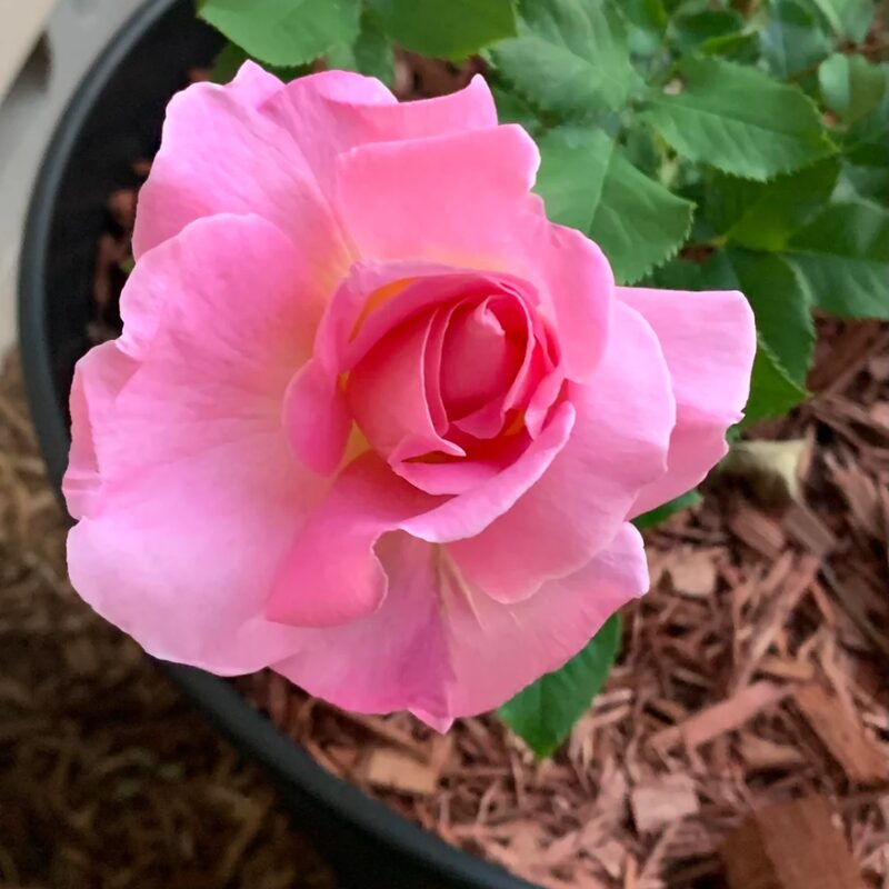 Pink Rose Plant Live - Image 6