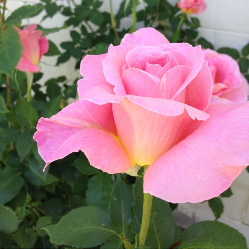 Pink Rose Plant Live - Image 5