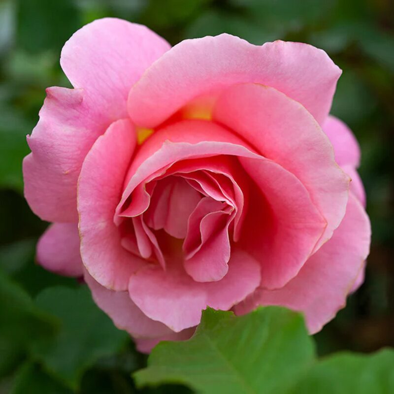Pink Rose Plant Live - Image 4
