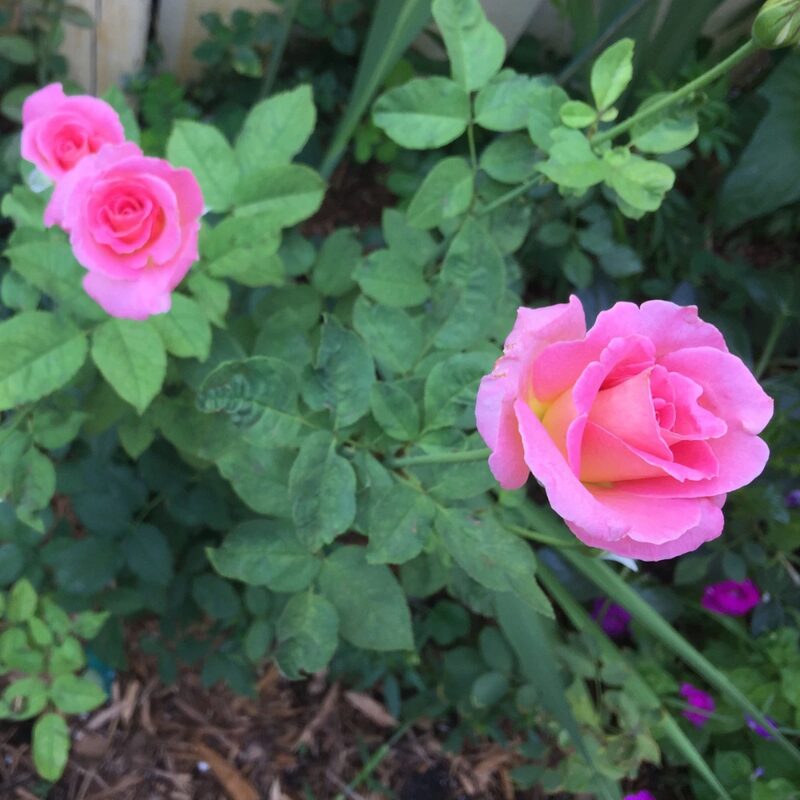 Pink Rose Plant Live - Image 3