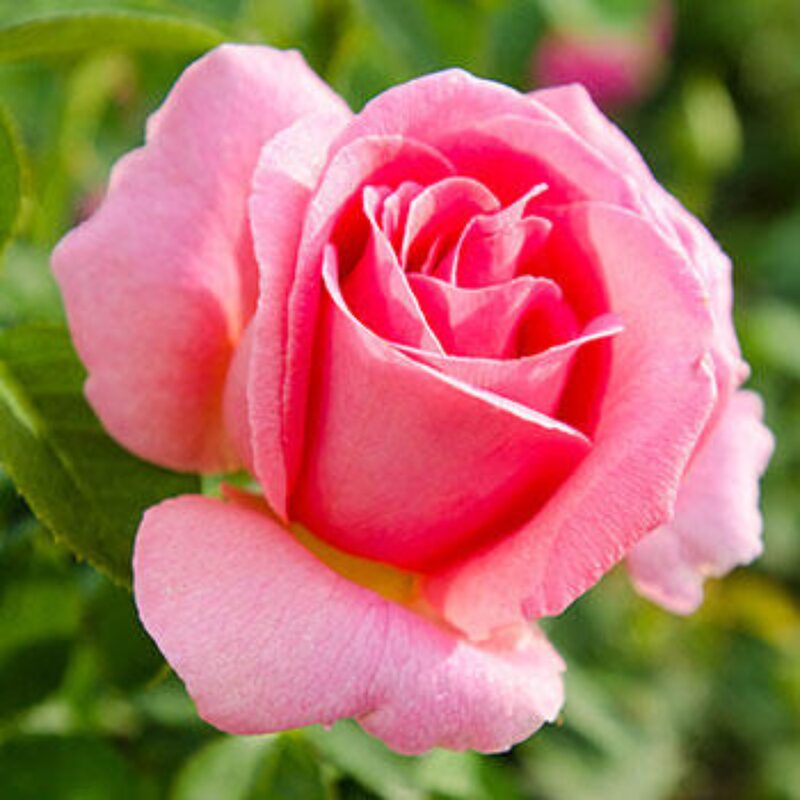 Pink Rose Plant Live - Image 2