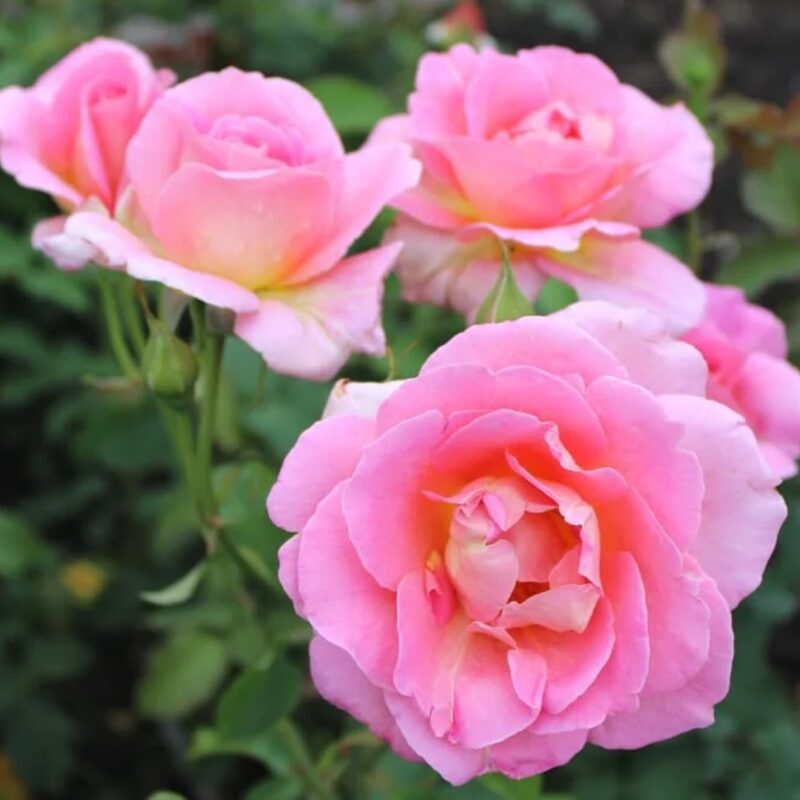 Pink Rose Plant Live