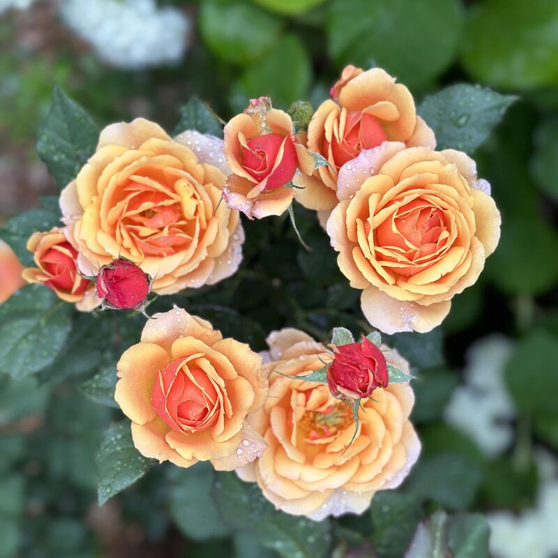 Orange Rose Plant Live - Image 5