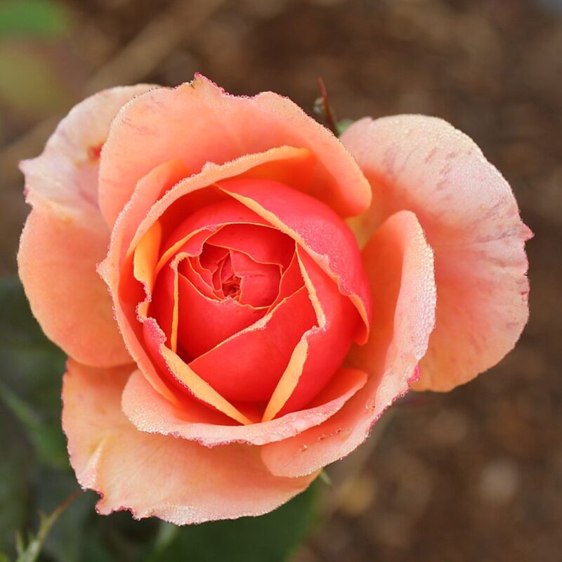 Orange Rose Plant Live - Image 4