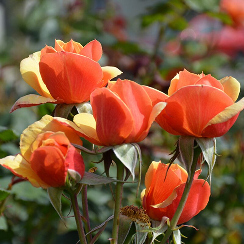 Orange Rose Plant Live - Image 3