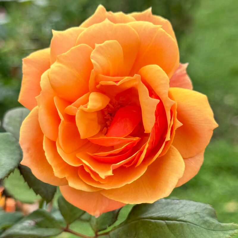 Orange Rose Plant Live - Image 2