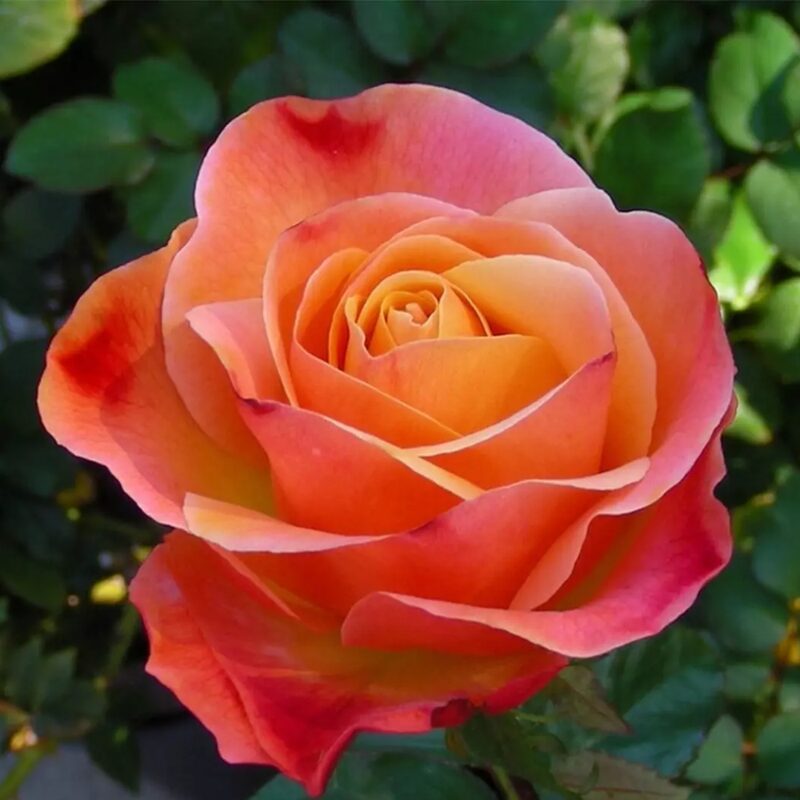 Coral Rose Plant Live - Image 6