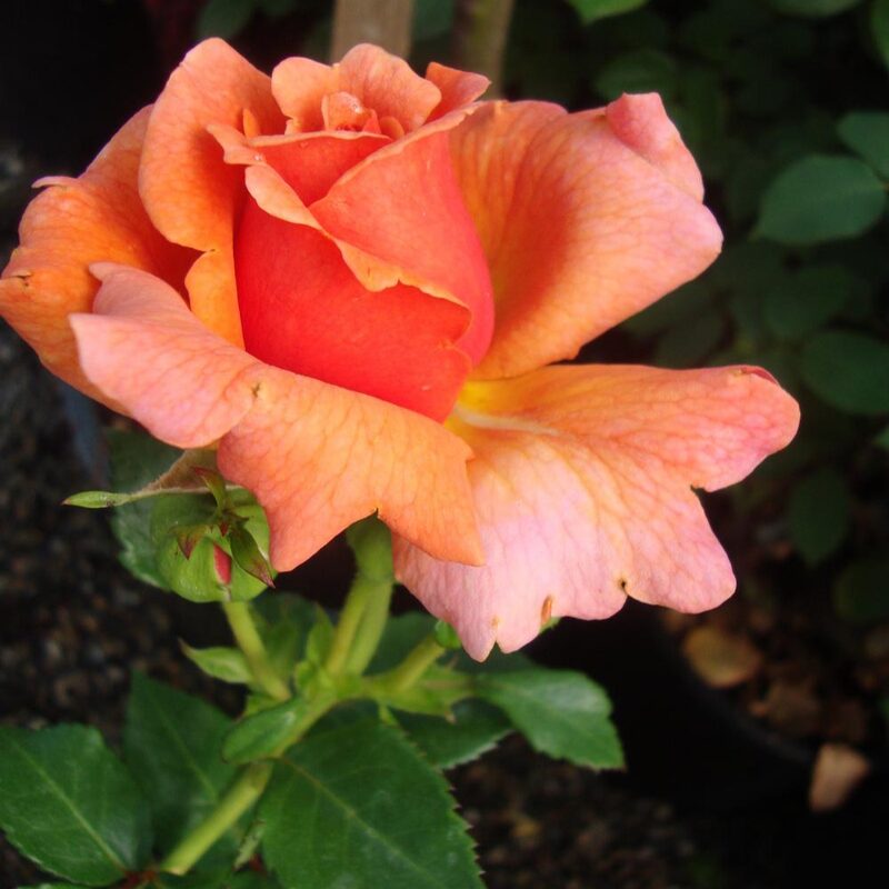 Coral Rose Plant Live - Image 4