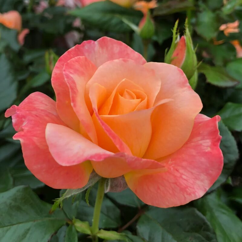 Coral Rose Plant Live - Image 3