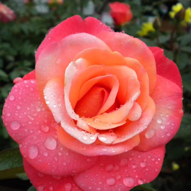 Coral Rose Plant Live - Image 2