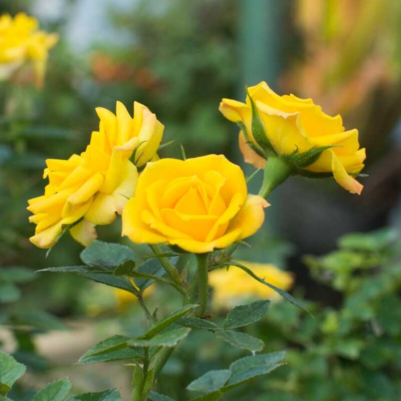 Yellow Rose Plant Live - Image 5