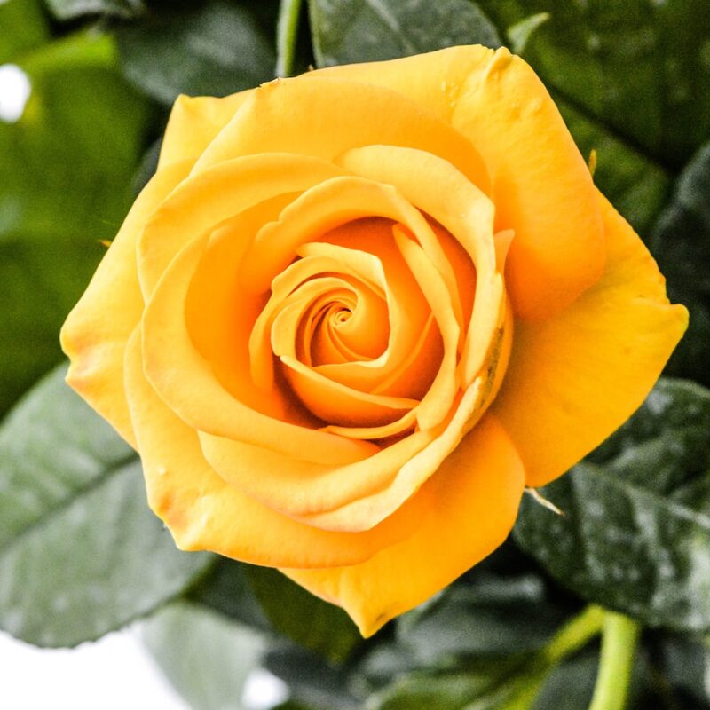 Yellow Rose Plant Live - Image 4