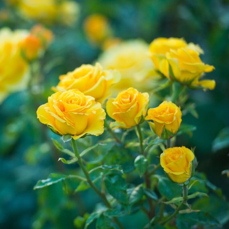 Yellow Rose Plant Live - Image 2
