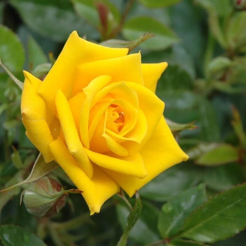 Yellow Rose Plant Live - Image 3
