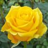 Yellow Rose Plant Live