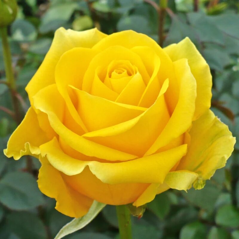 Yellow Rose Plant Live