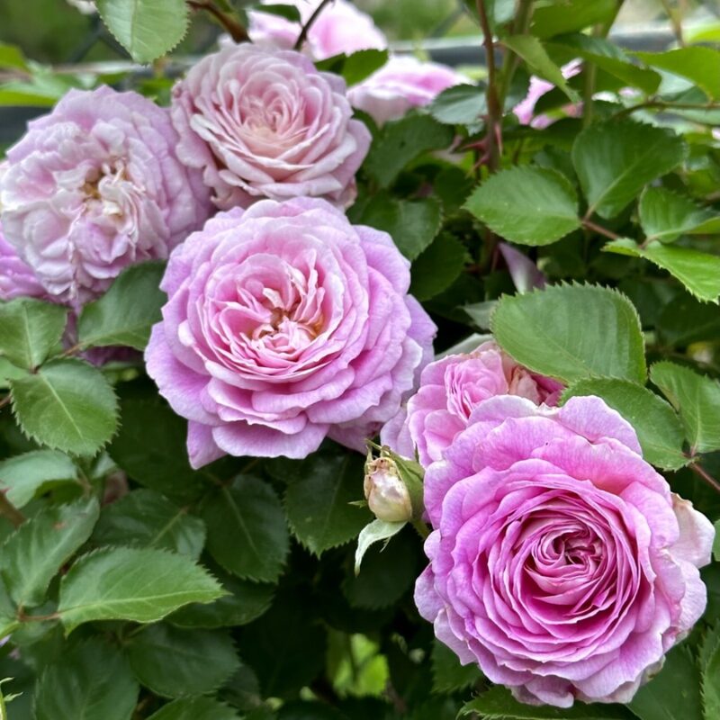 Blue Purple Rose Plant Live - Image 6