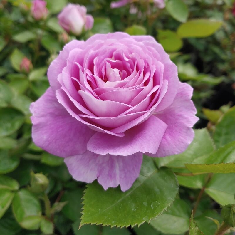 Blue Purple Rose Plant Live - Image 5
