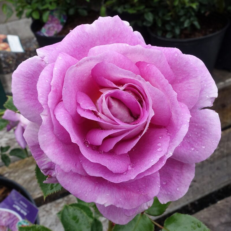 Blue Purple Rose Plant Live - Image 4