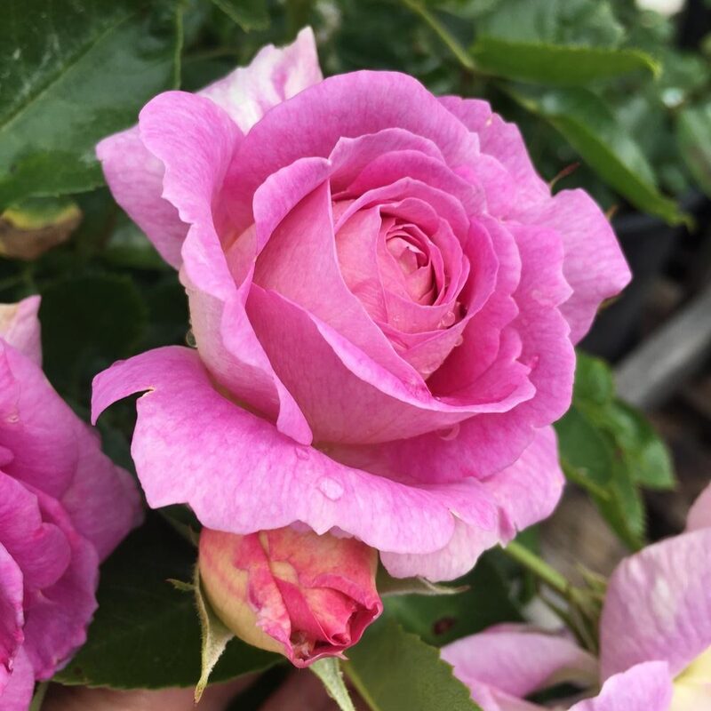 Blue Purple Rose Plant Live - Image 3