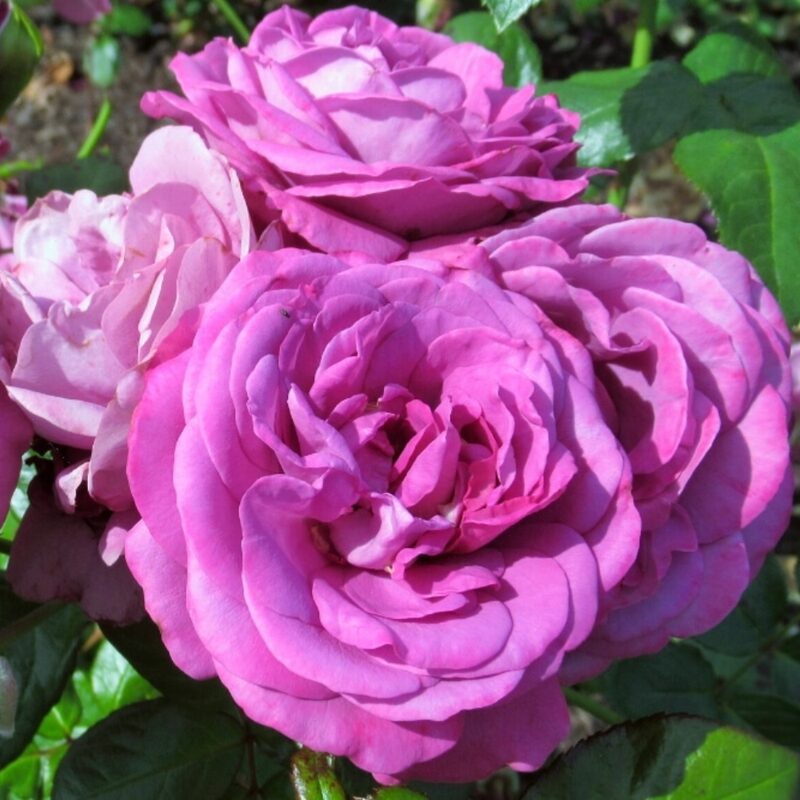 Blue Purple Rose Plant Live - Image 2