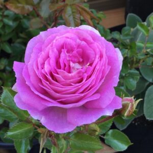 Blue Purple Rose Plant Live